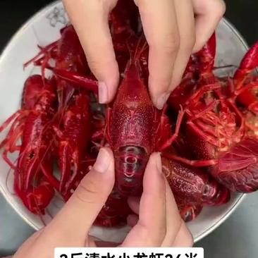 清水小龙虾3斤26元，单冻小龙虾，底味小龙虾，基础味小龙