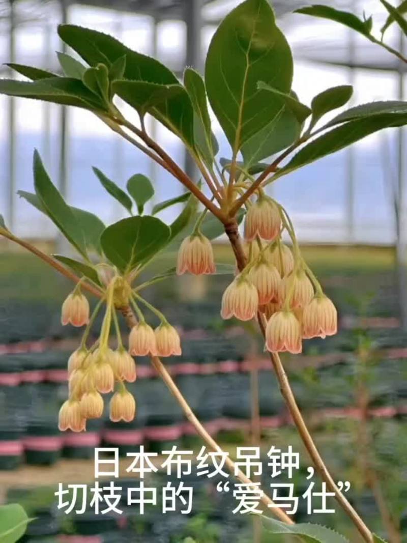 日本吊钟花盆栽（粉花布纹）
