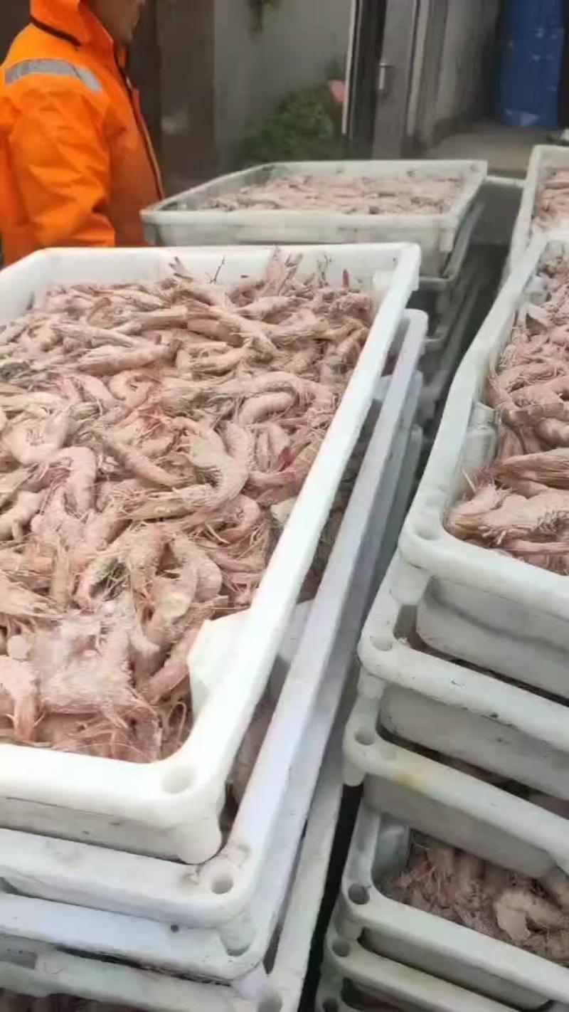 立虾，沙虾