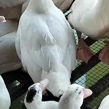 白番公鸭，均重9斤