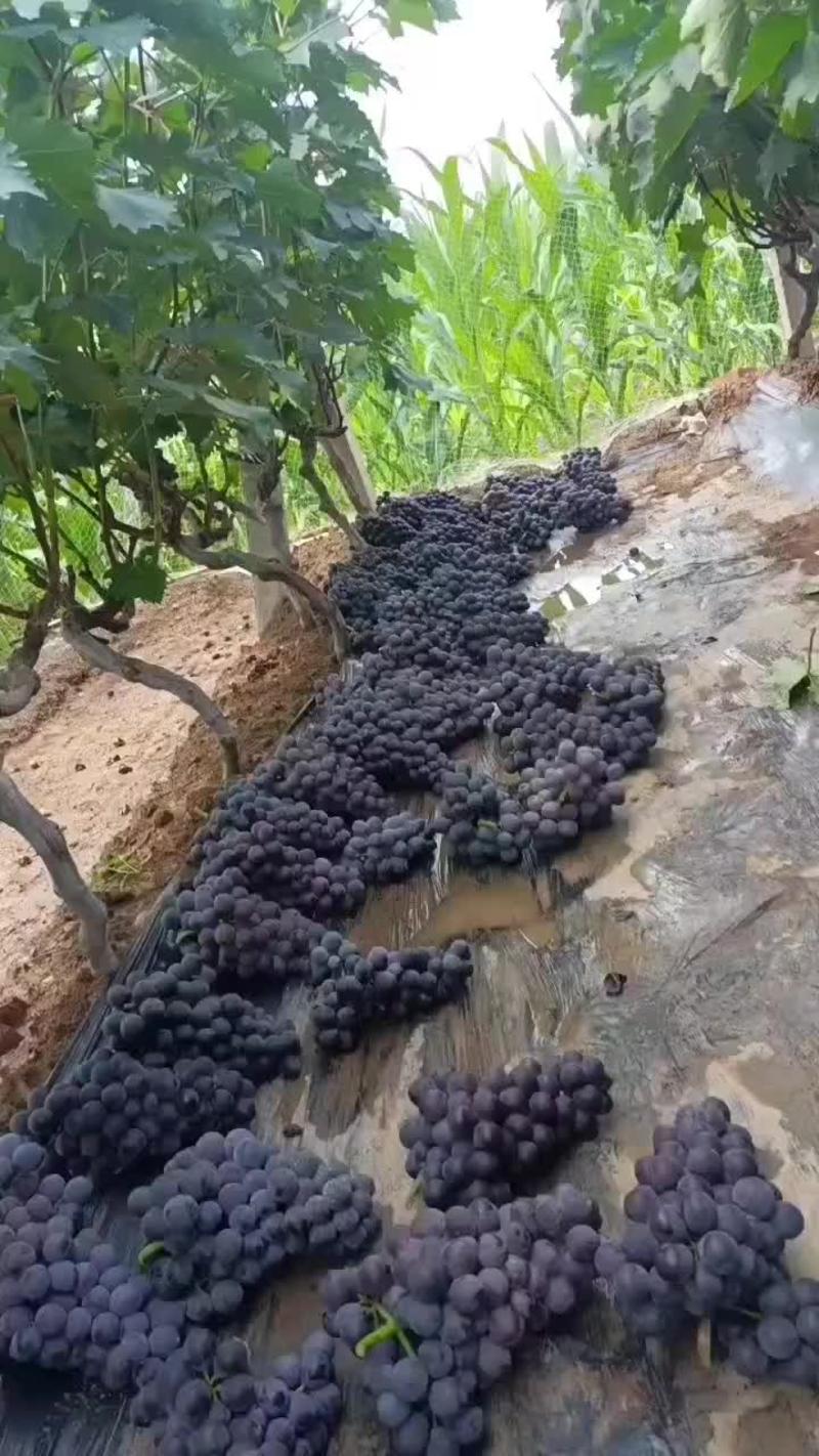 巨峰葡萄，平邑巨峰葡萄大量上市中，产地现摘口感甜，颜色黑
