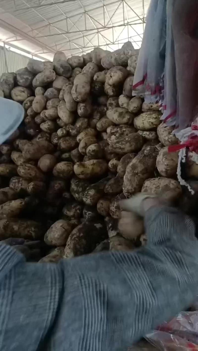 临洮土豆