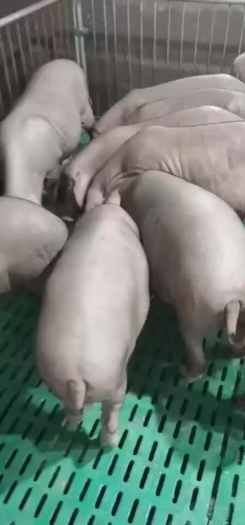 原种高产太湖母猪