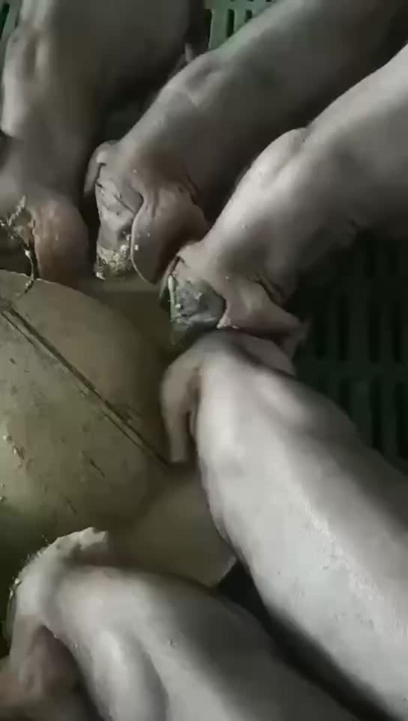 高产太湖母猪