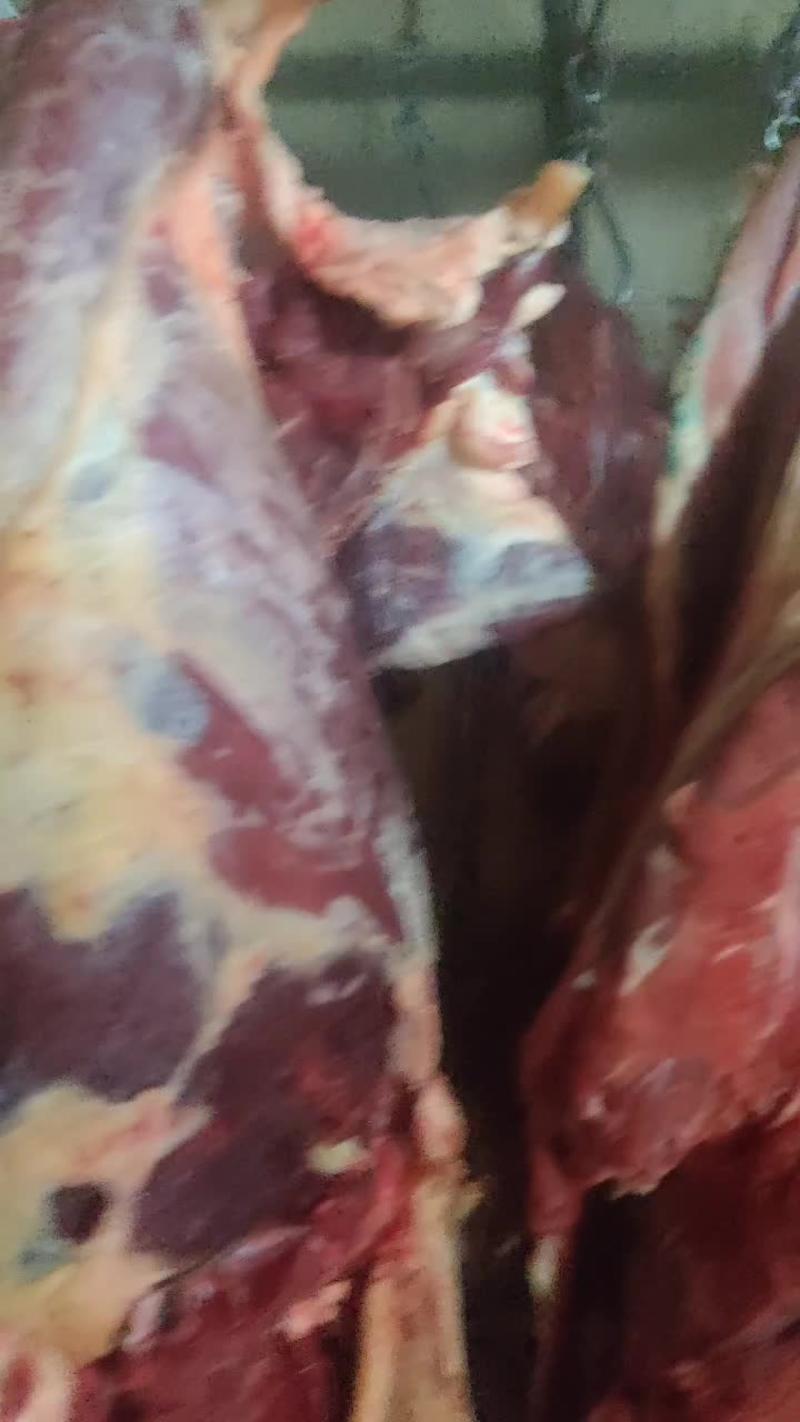 【精品】黄牛肉大量供应新鲜宰割量大从优欢迎咨询对接全国