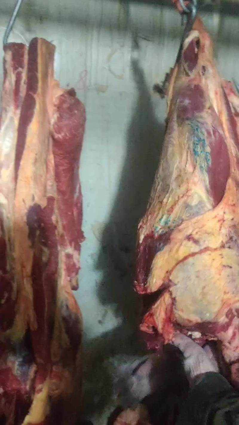 【精品】黄牛肉大量供应新鲜宰割量大从优欢迎咨询对接全国