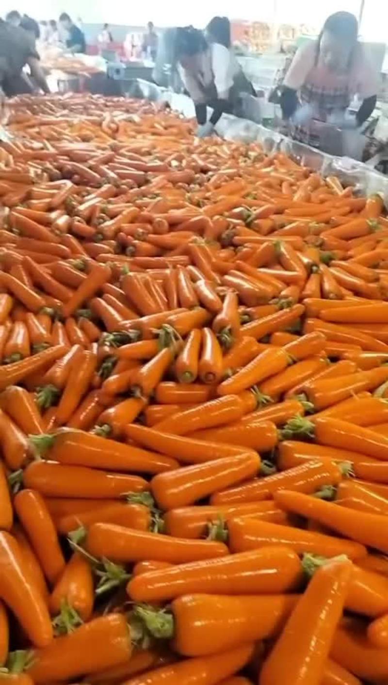 榆林发货带叶胡萝卜大量上市对接全国采购商欢迎来电