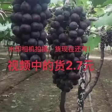 鸡泽县夏黑葡萄，昨天拍的视频！