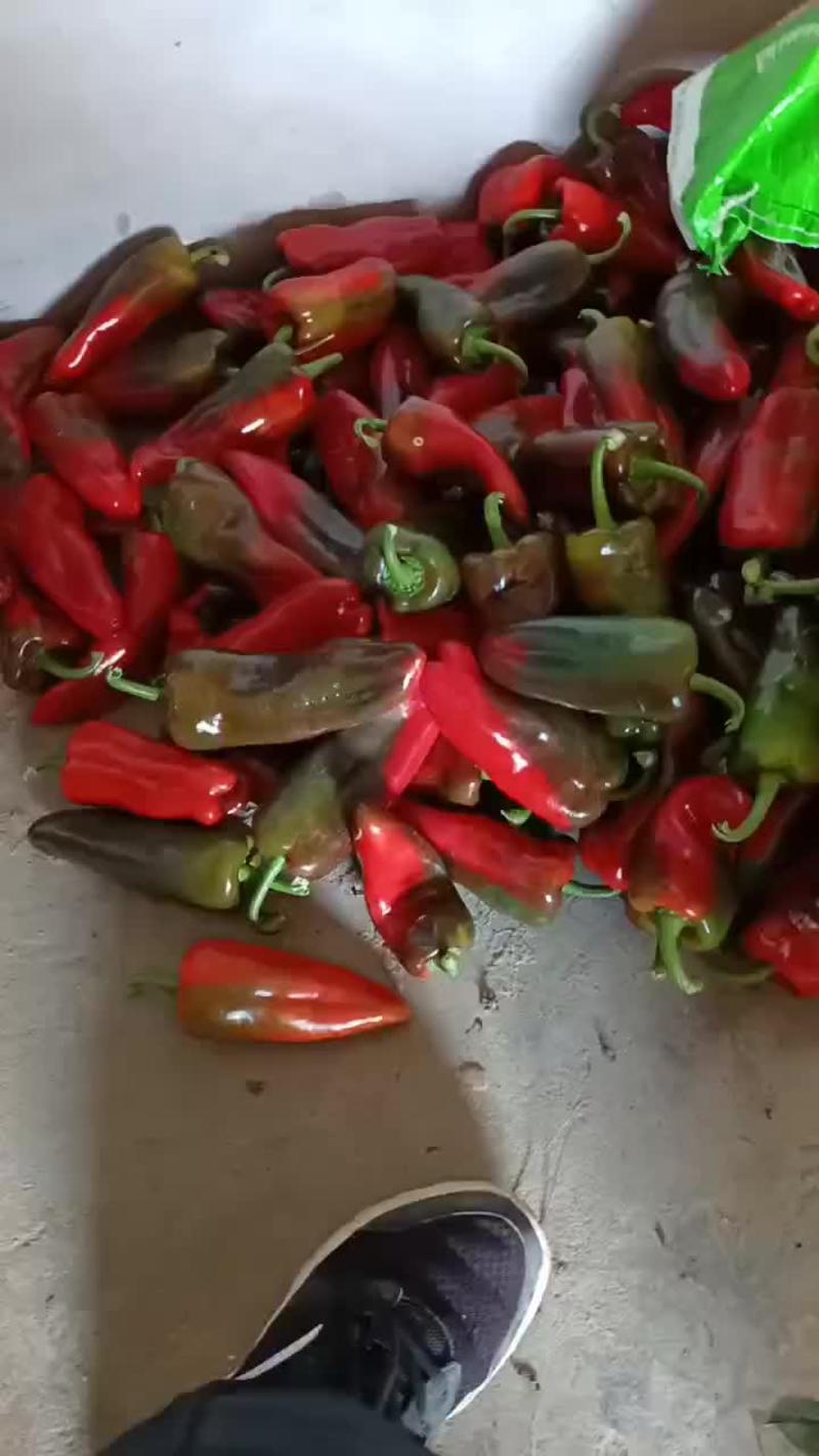 红椒各种青椒
