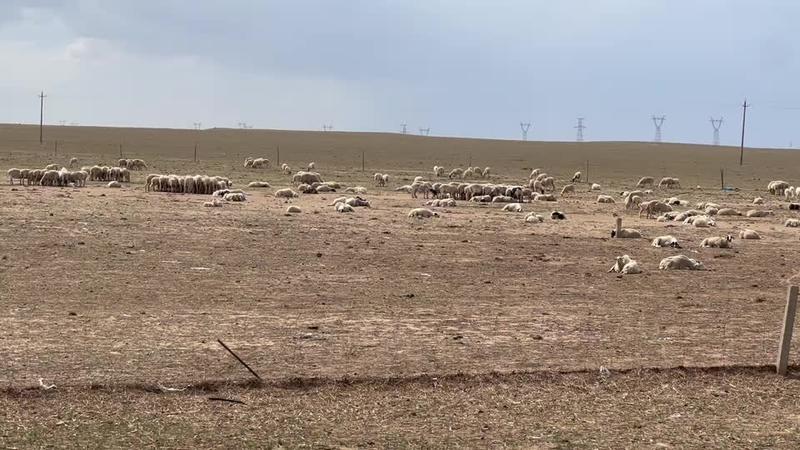达茂大草原，草原羊批发厂地直供欢迎在线咨询
