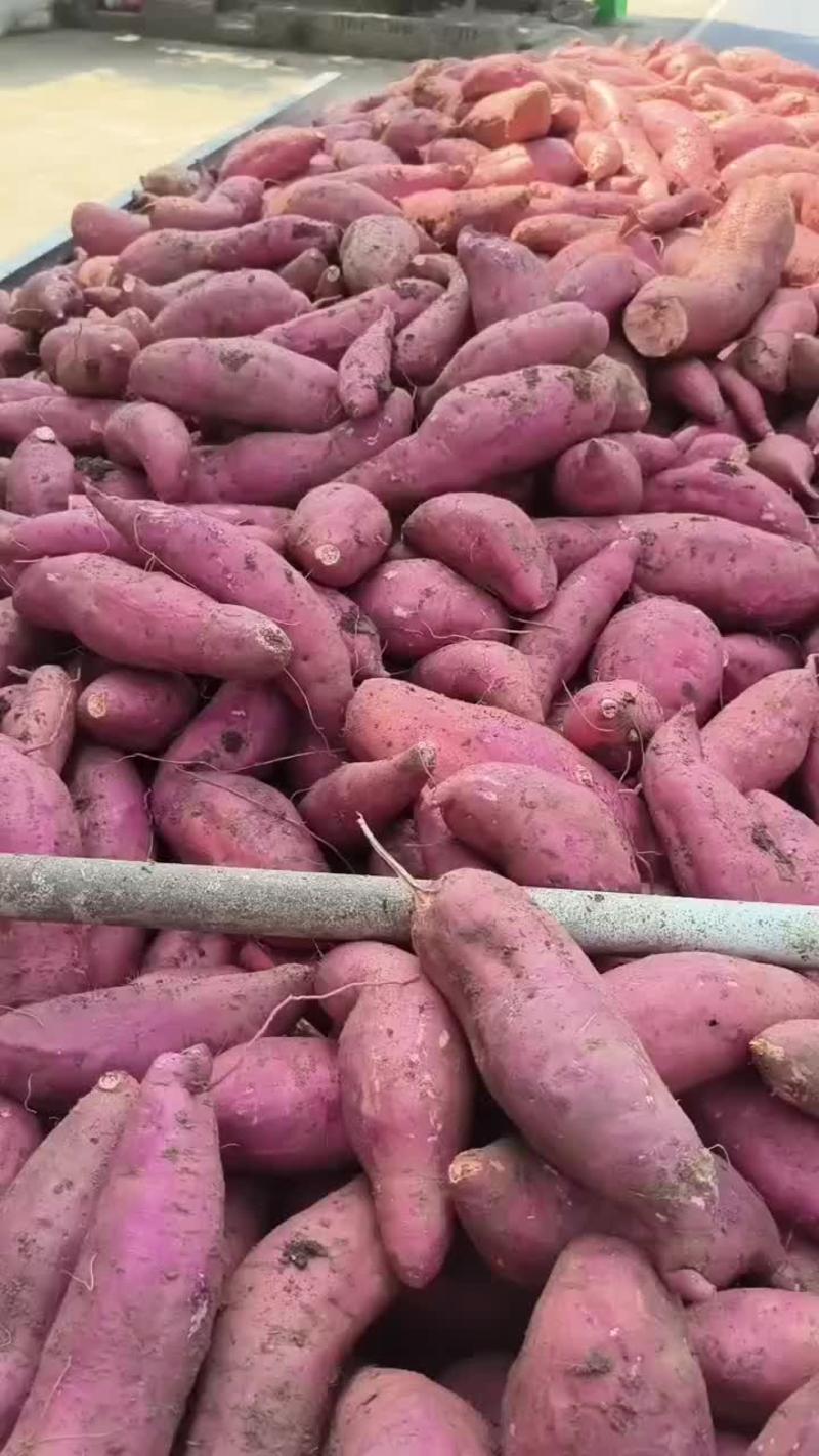 精品红薯，西瓜红万亩种植基地直销！品种多质量好！