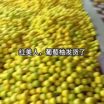 福建漳州葡萄柚甘甜可口，量大从优可视频看货