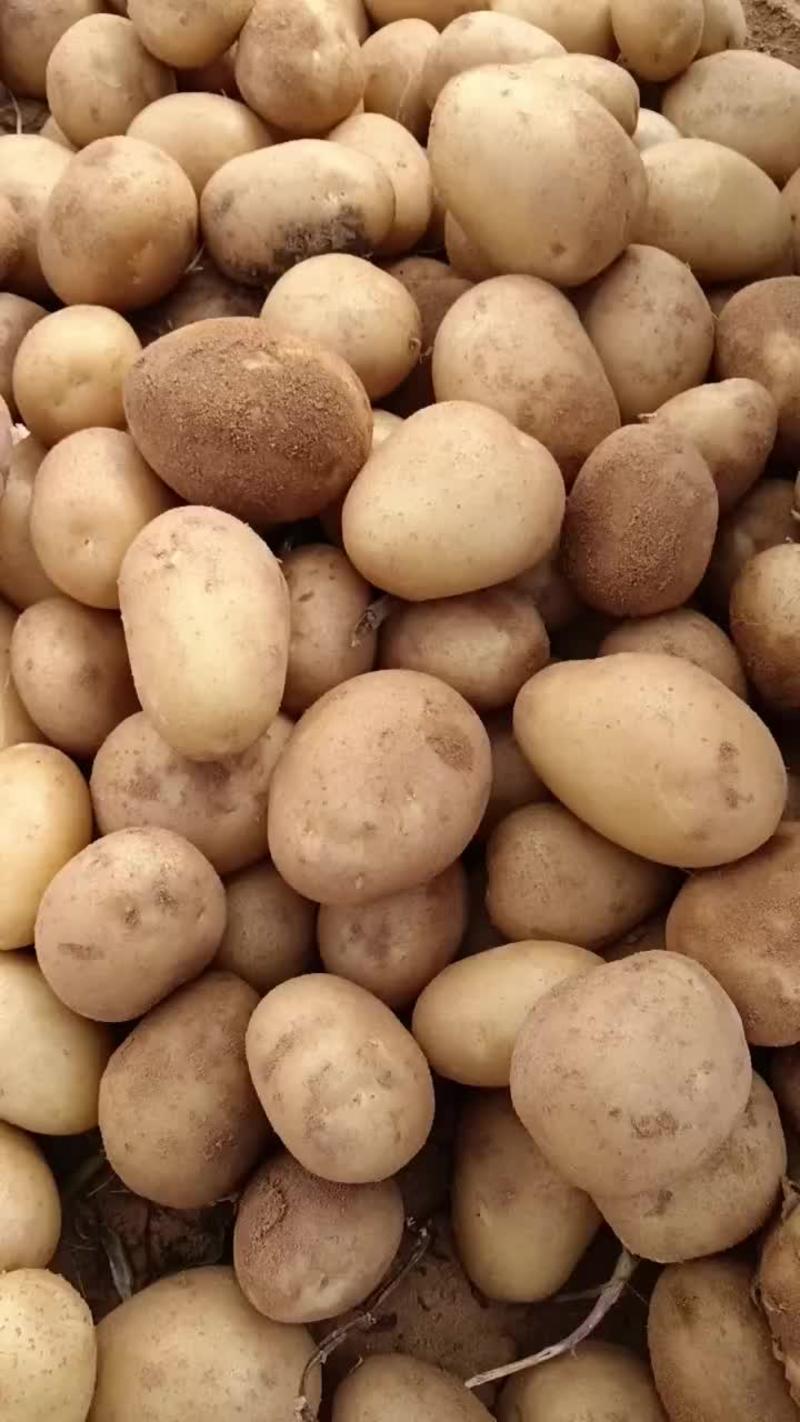 陕北榆林沙地土豆大量出货中，欢迎来电咨询
