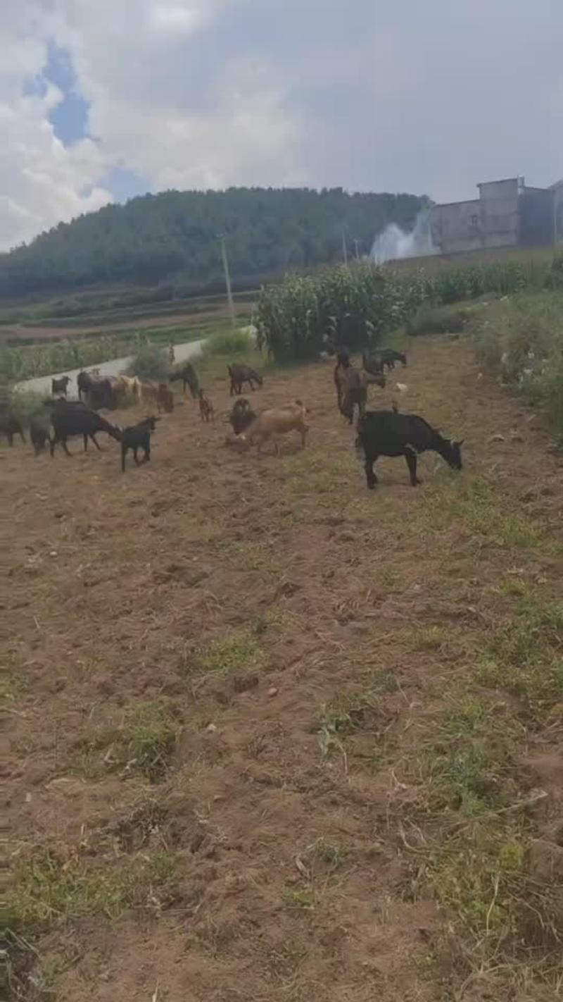 【黑山羊】贵州小耳朵黑山羊大山散养可视频自由挑选
