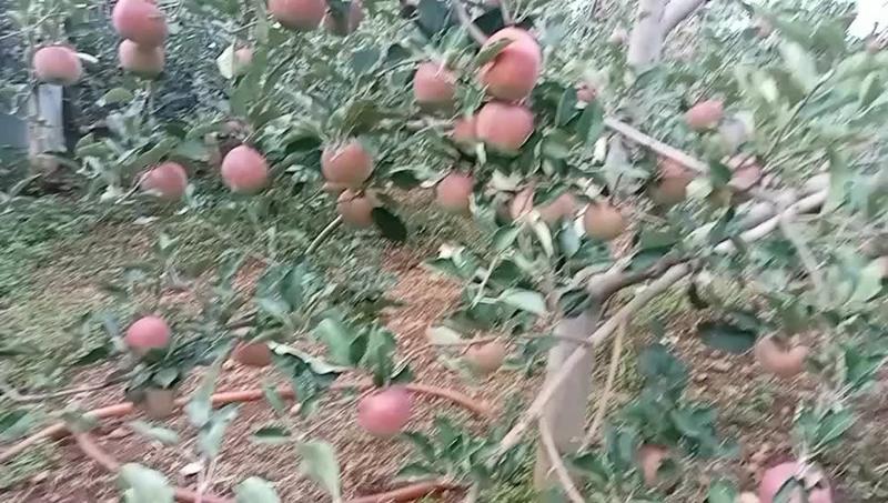 【热卖】凉山红富士苹果盐源县冰糖心苹果实力代办一条龙服务
