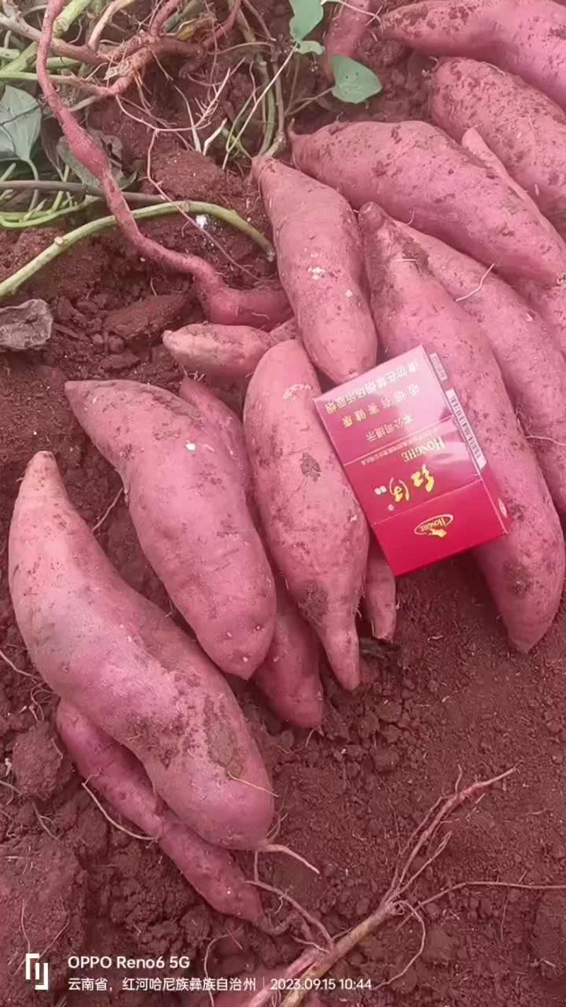 建水高原蜜薯西瓜红，红皮王，紫薯大量有货……