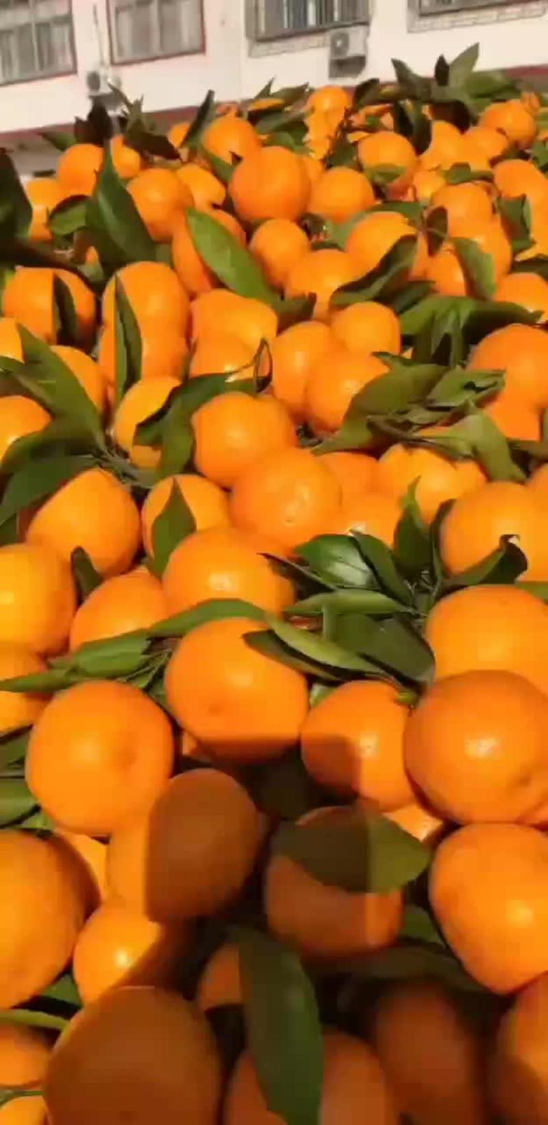 陕西汉中坡地蜜橘，皮薄，颜色好，质量好，口感好，吃甜蜜，