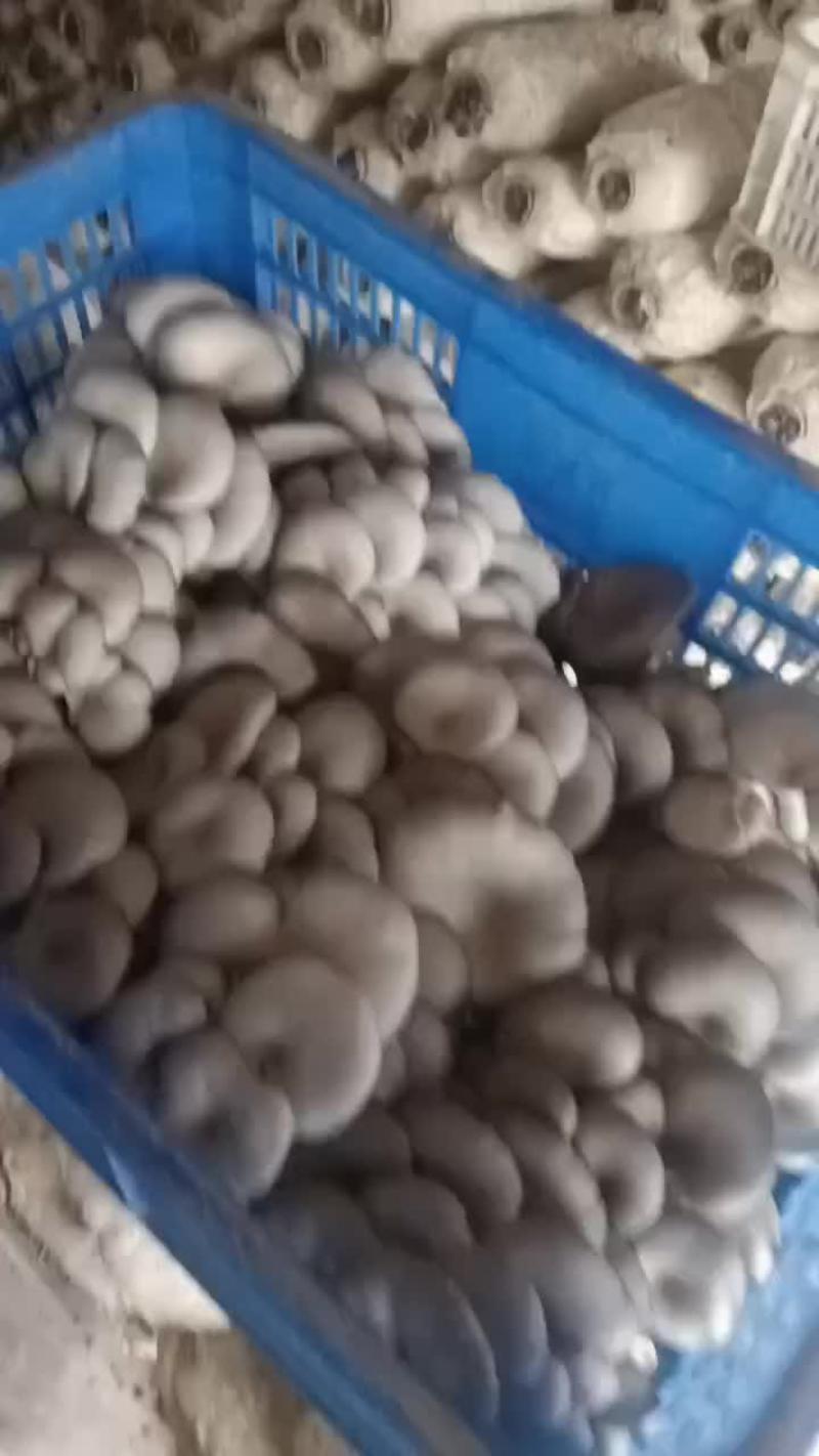 精品蘑菇量很大