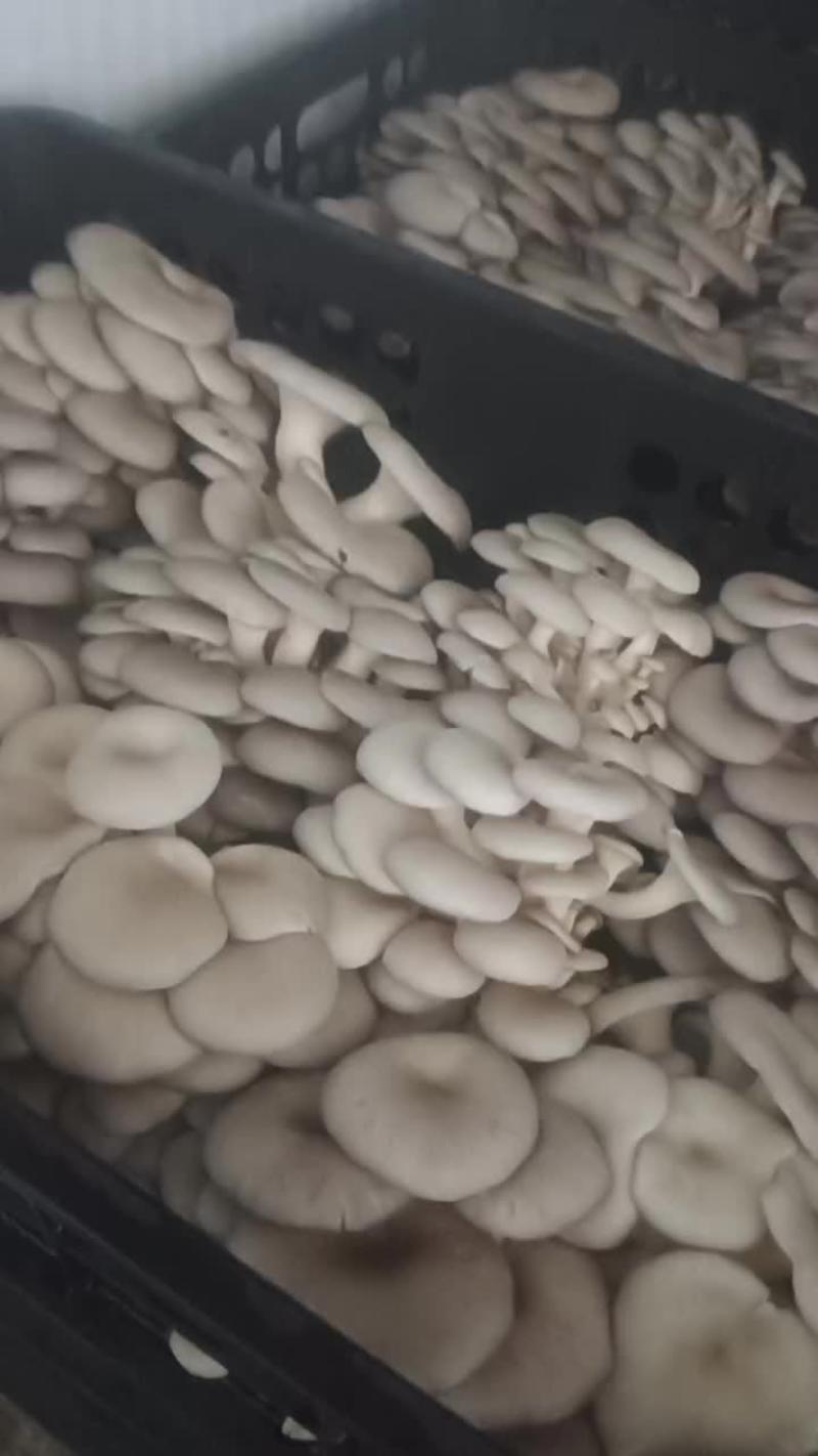 精品蘑菇量很大