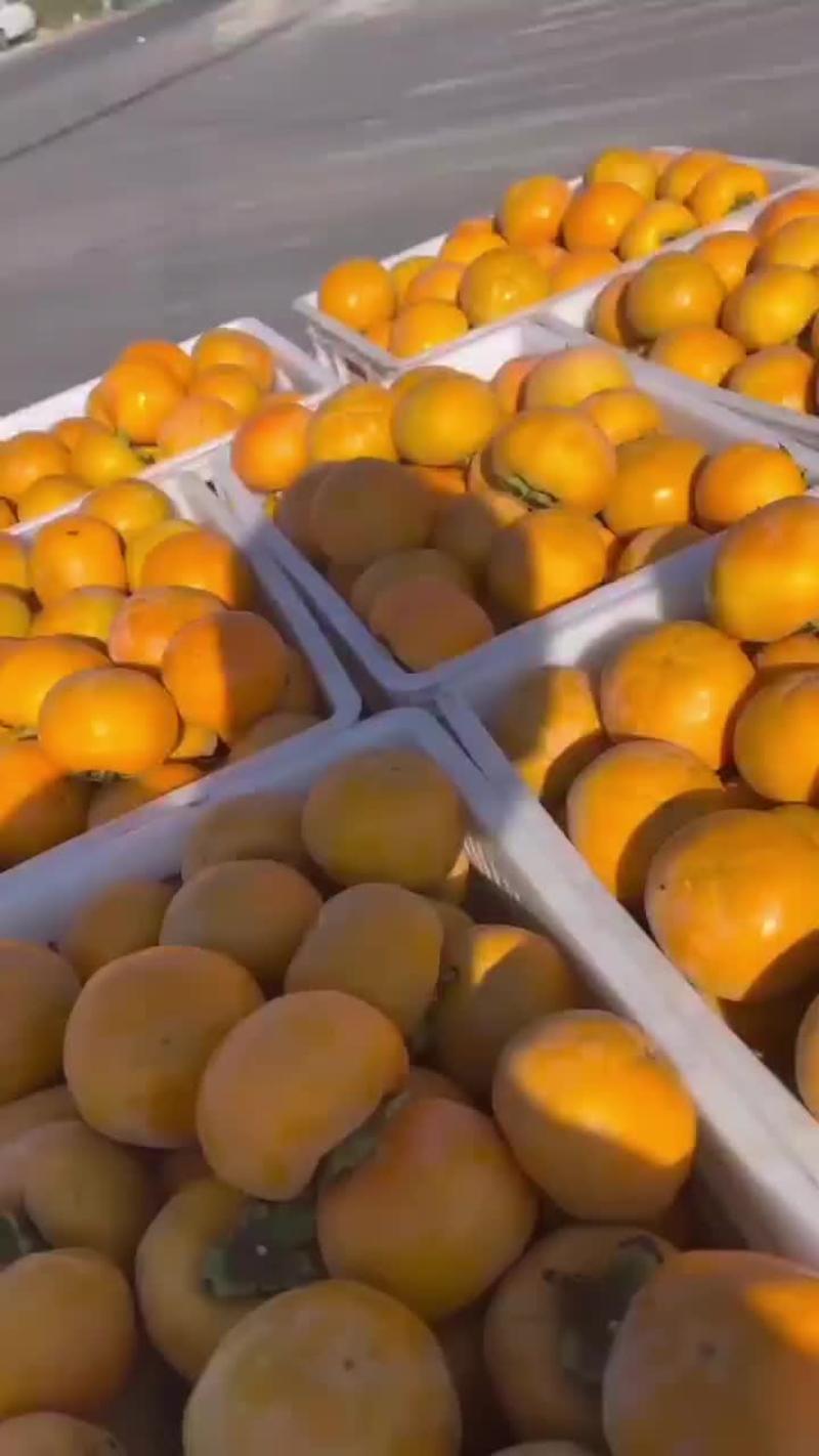 十万多斤阳丰甜柿子出售有需要的联系