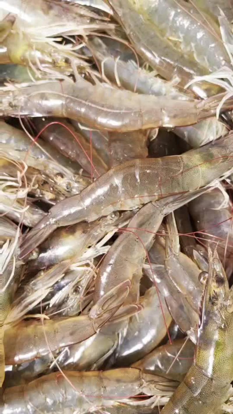 南美白对虾青虾活虾发货大虾肉多保质保量货源足随时发货