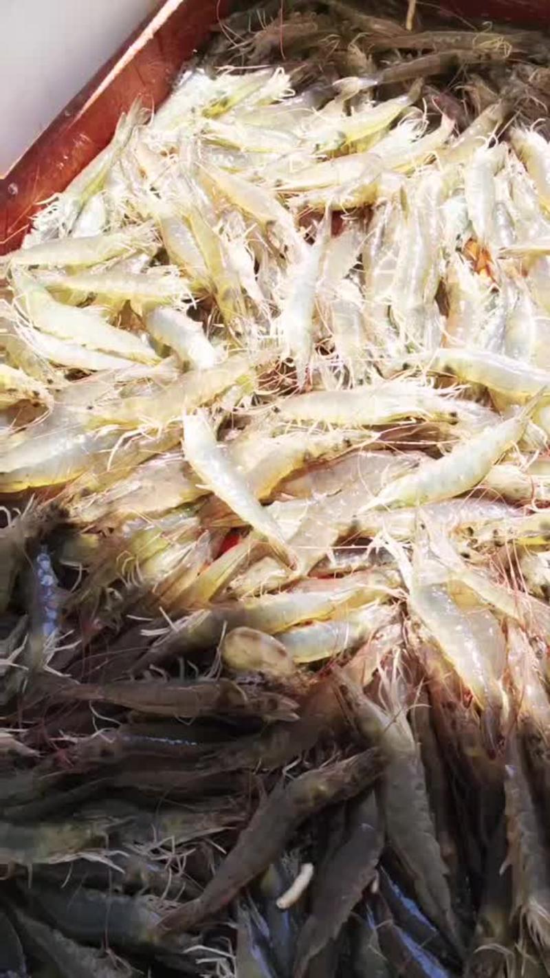 南美白对虾青虾活虾发货大虾肉多保质保量货源足随时发货
