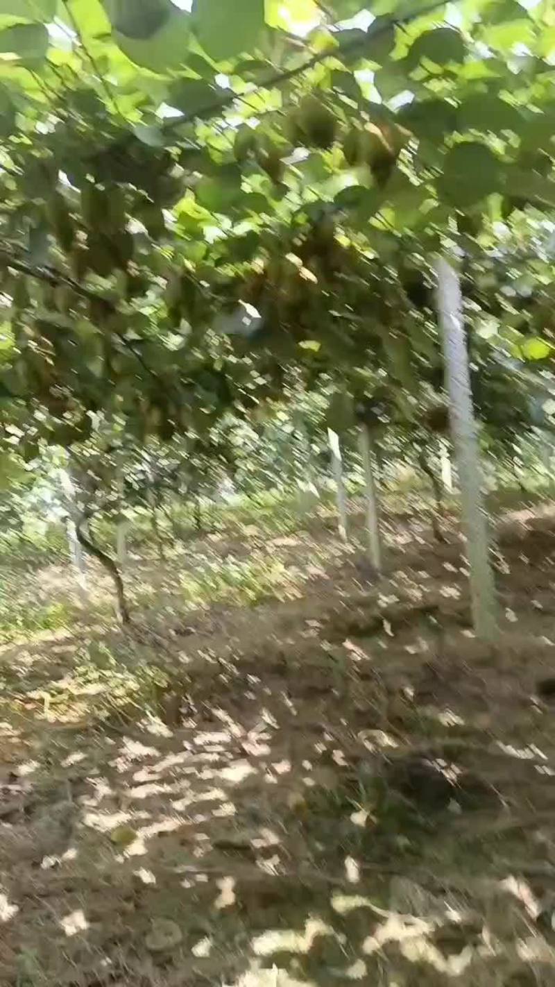 翠香猕猴桃成品苗自有种植基地量大从优欢迎来电咨询