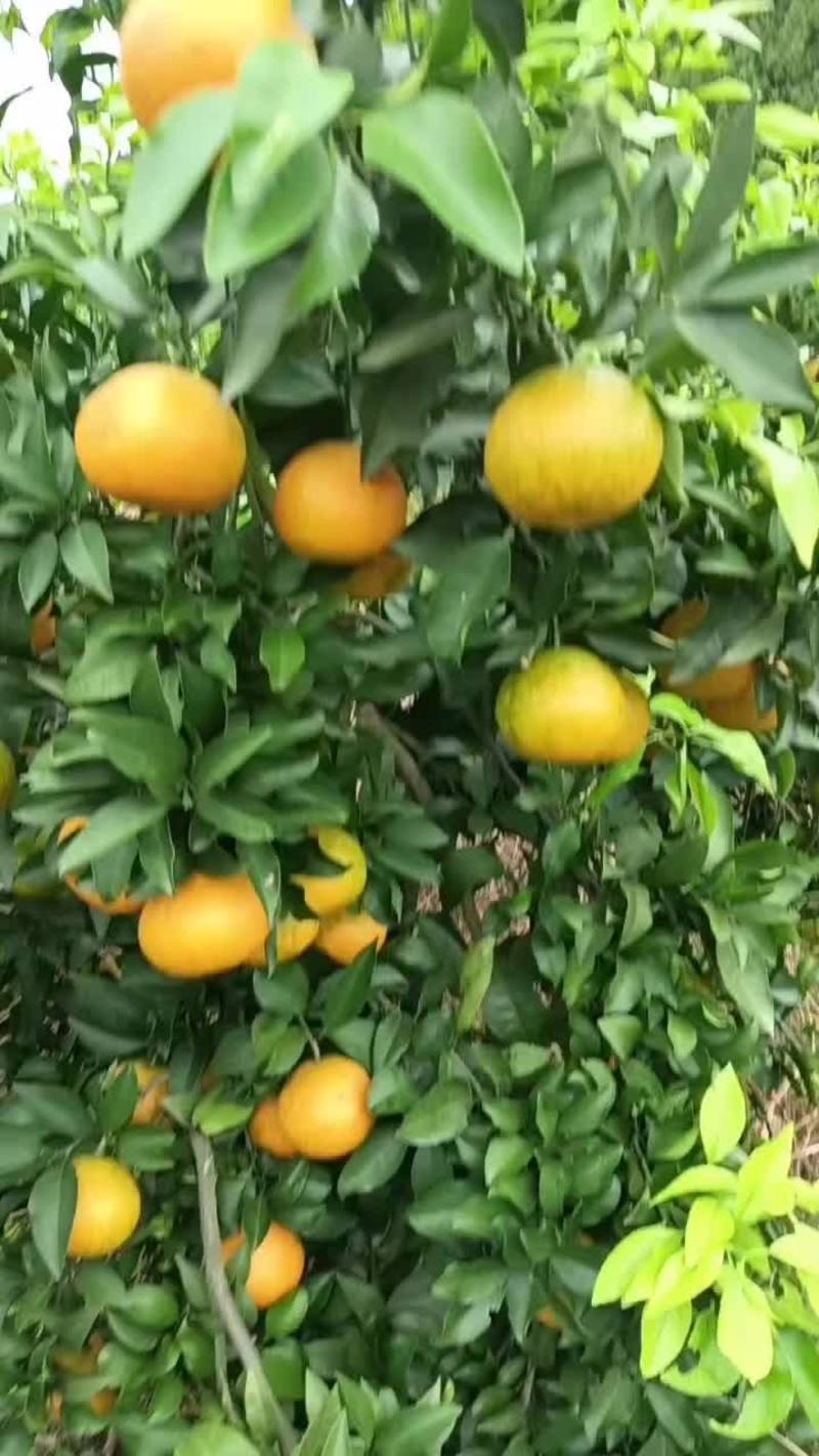 四川产区爱媛果冻橙上市了