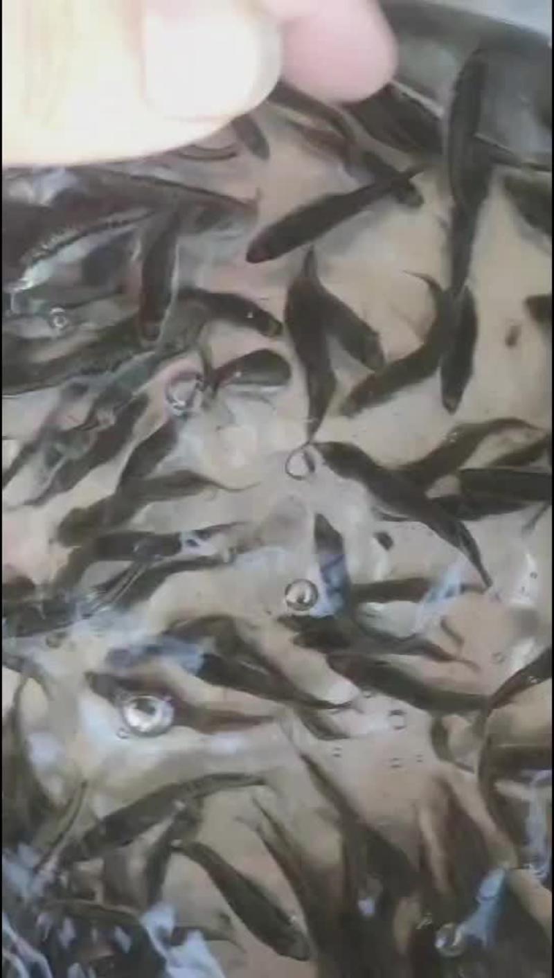 精品鲈鱼苗加州鲈鱼苗淡水鲈鱼苗成活率高提供技术指导