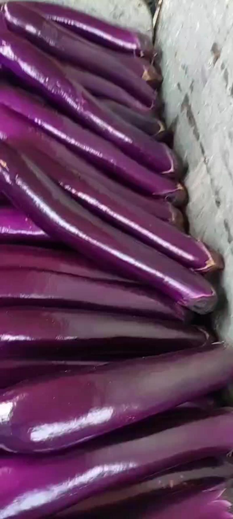 河南精品紫长茄大量上市供应中