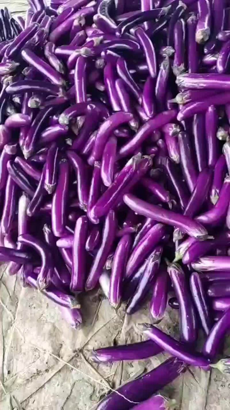 河南精品紫长茄大量上市供应中