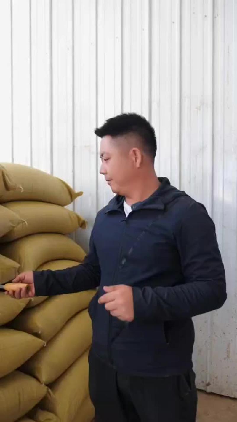 藜麦原粮货源充足基地自销视频看货价格美丽欢迎咨询