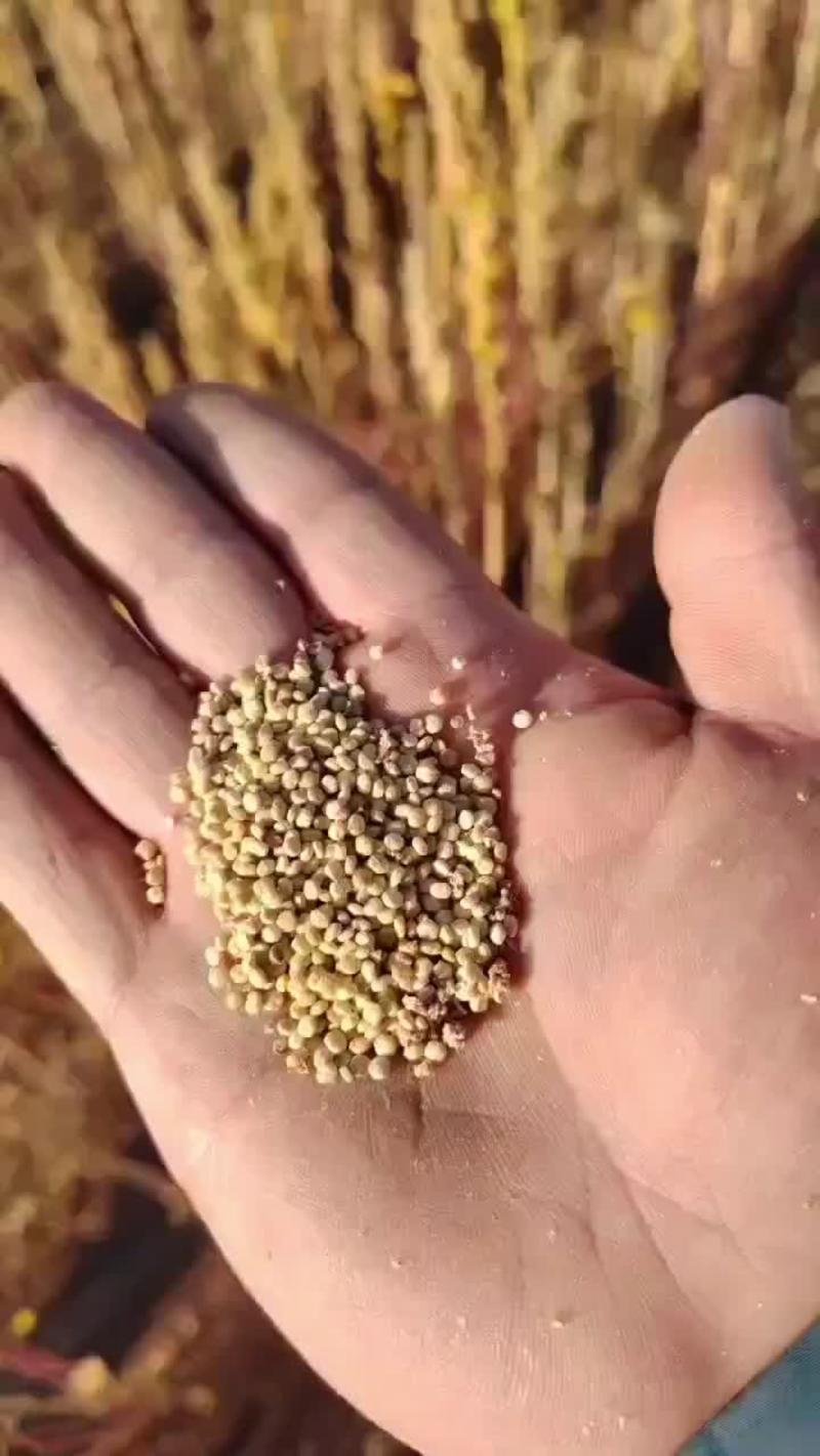 藜麦原粮货源充足基地自销视频看货价格美丽欢迎咨询