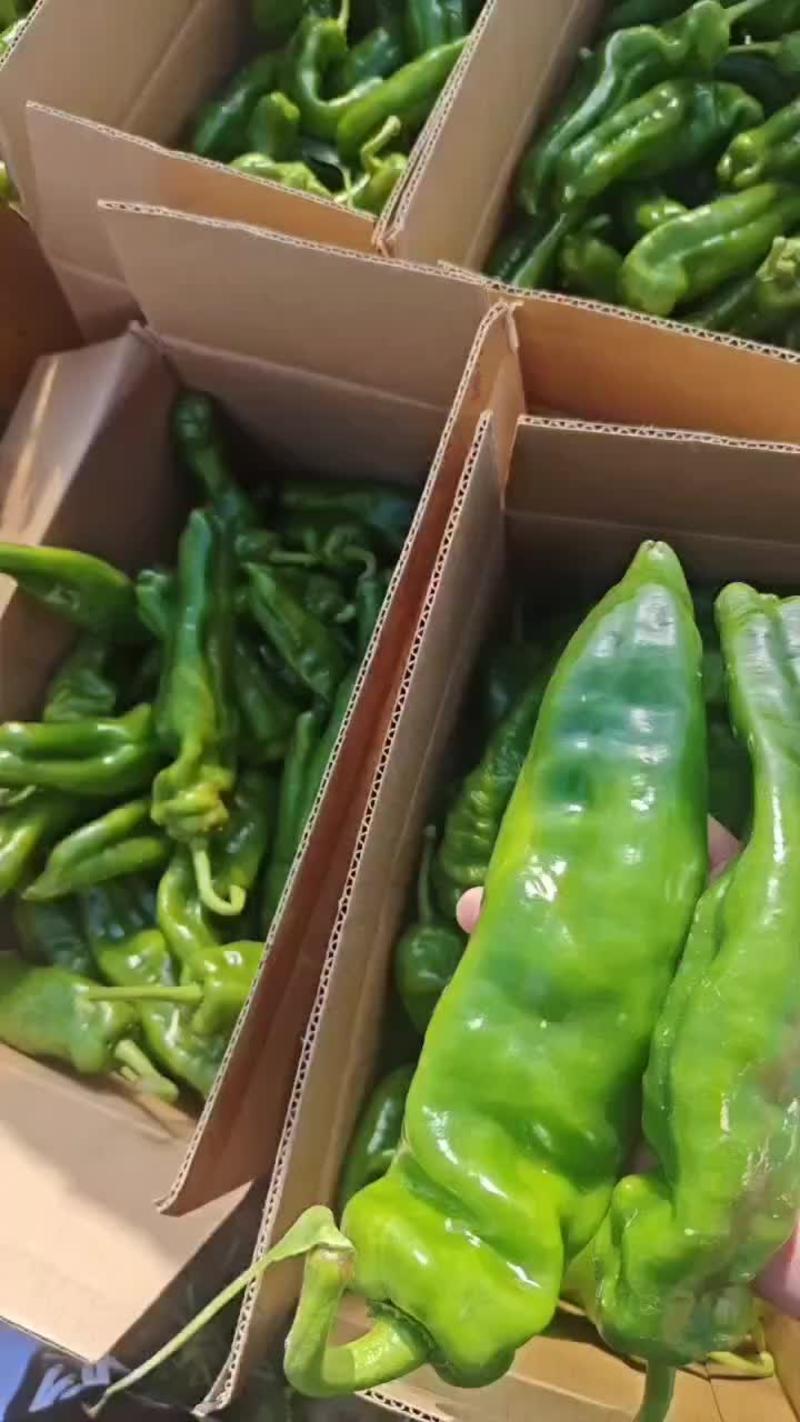 青泡椒，螺丝椒小米椒薄皮椒，各种辣椒长期有货保质保量包售