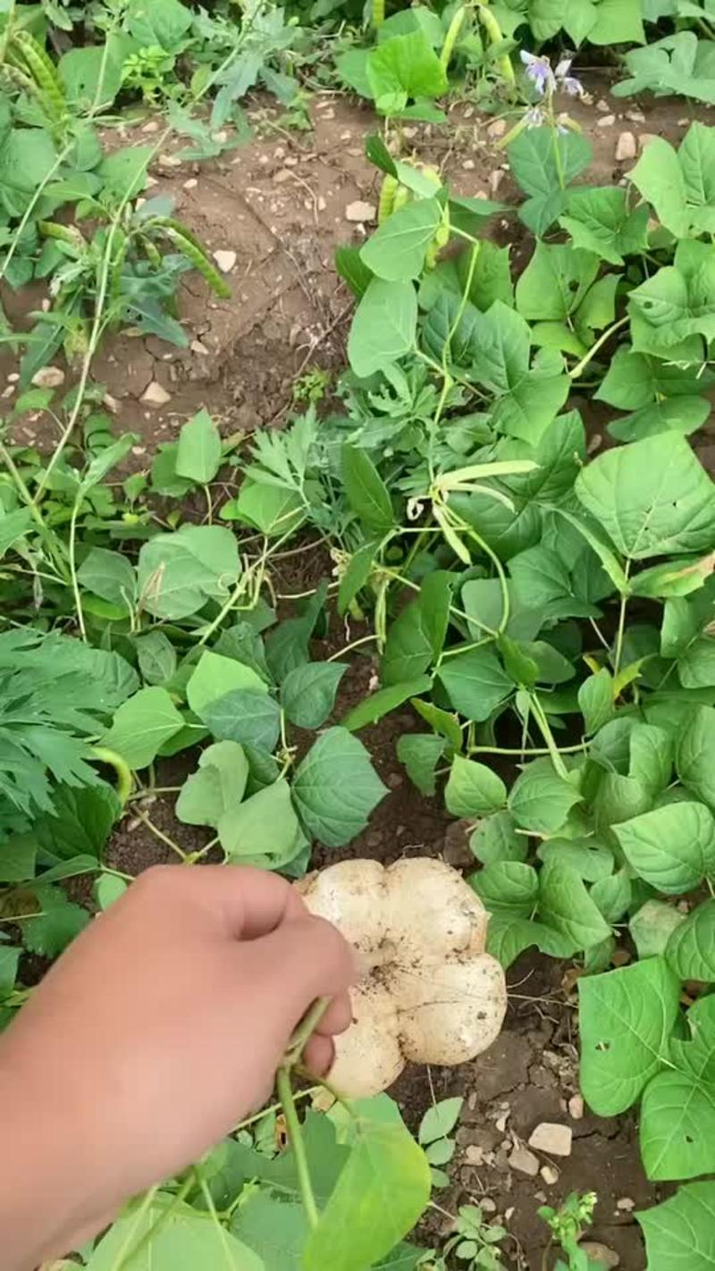 凉薯、地瓜、地萝卜