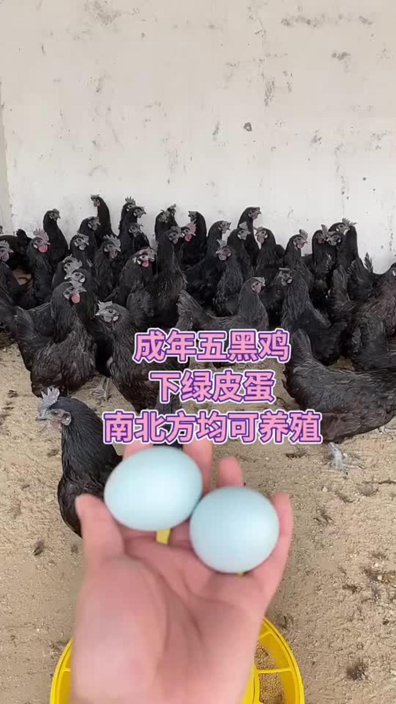 五黑鸡苗脱温鸡快产蛋2斤以上成年五黑一绿乌骨鸡