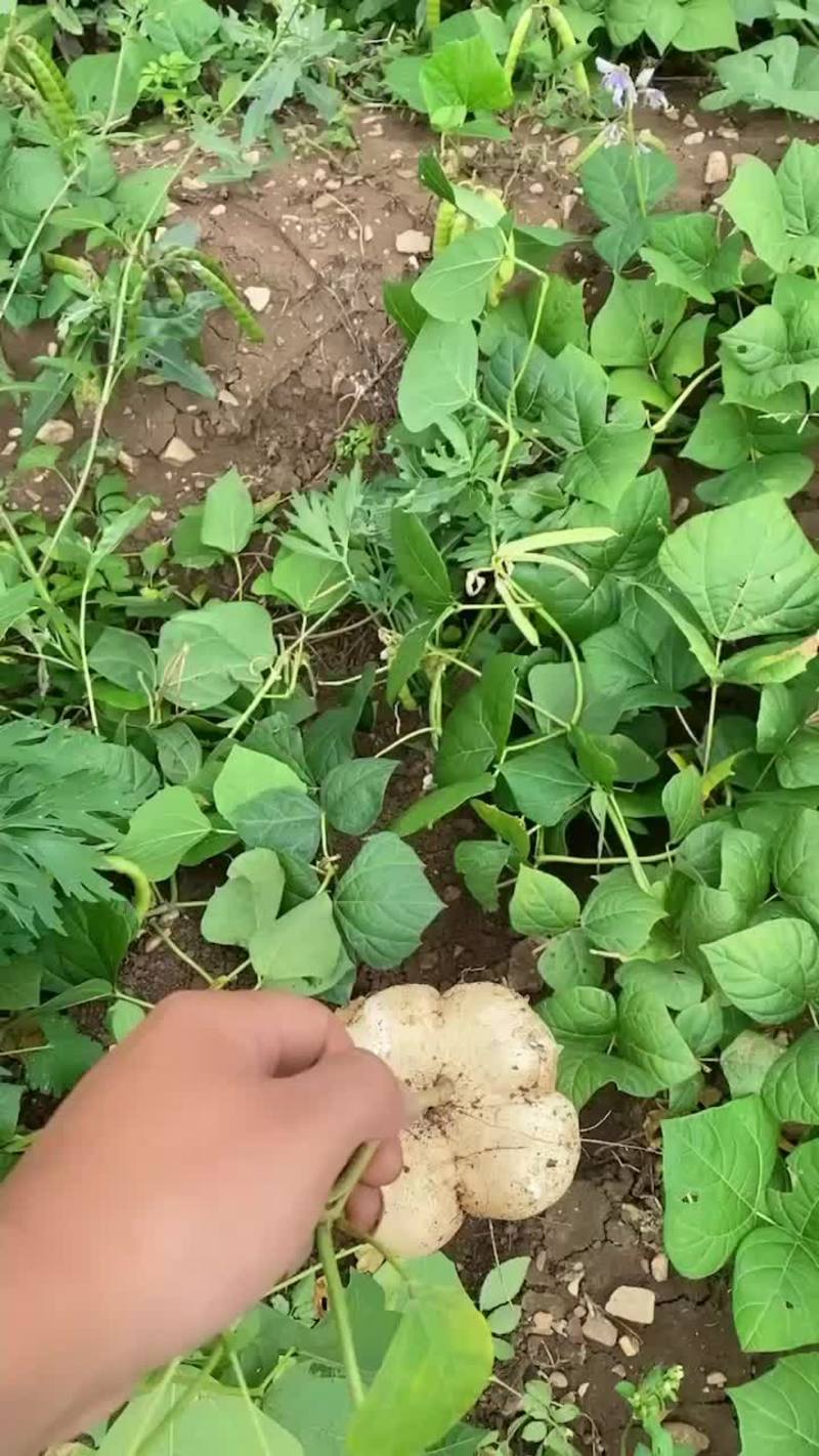 新鲜现挖现发凉薯，地瓜，地萝卜
