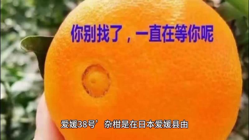 爱媛38号柑橘苗，不兄火兄弟，明月见，青秋脐橙，沙糖桔。