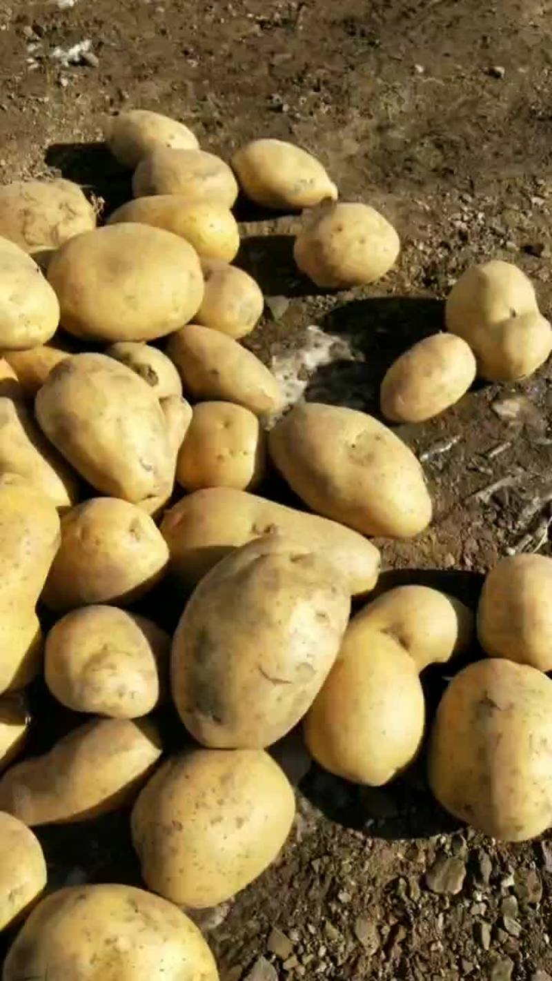 产地直销V7黄心土豆，价格美丽以质论价，欢迎新老顾客选购