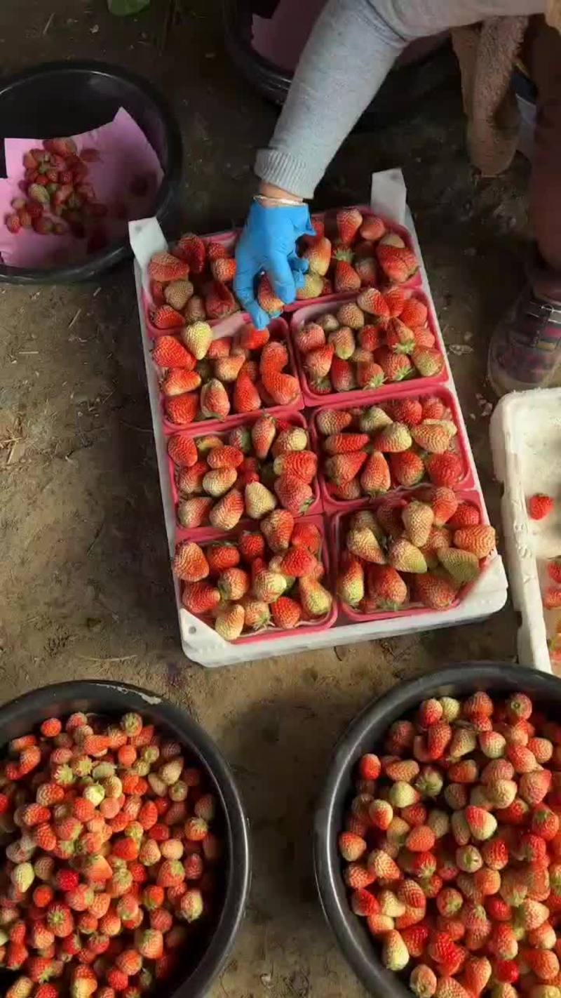 2023红颜草莓安徽产地直发质量保证一手货源欢迎订购
