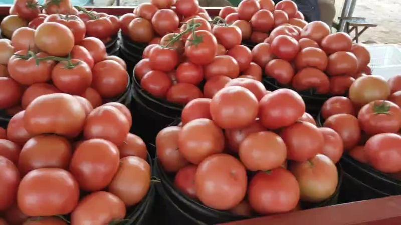 山东潍坊精品西红柿番茄产地直发专业代办全国
