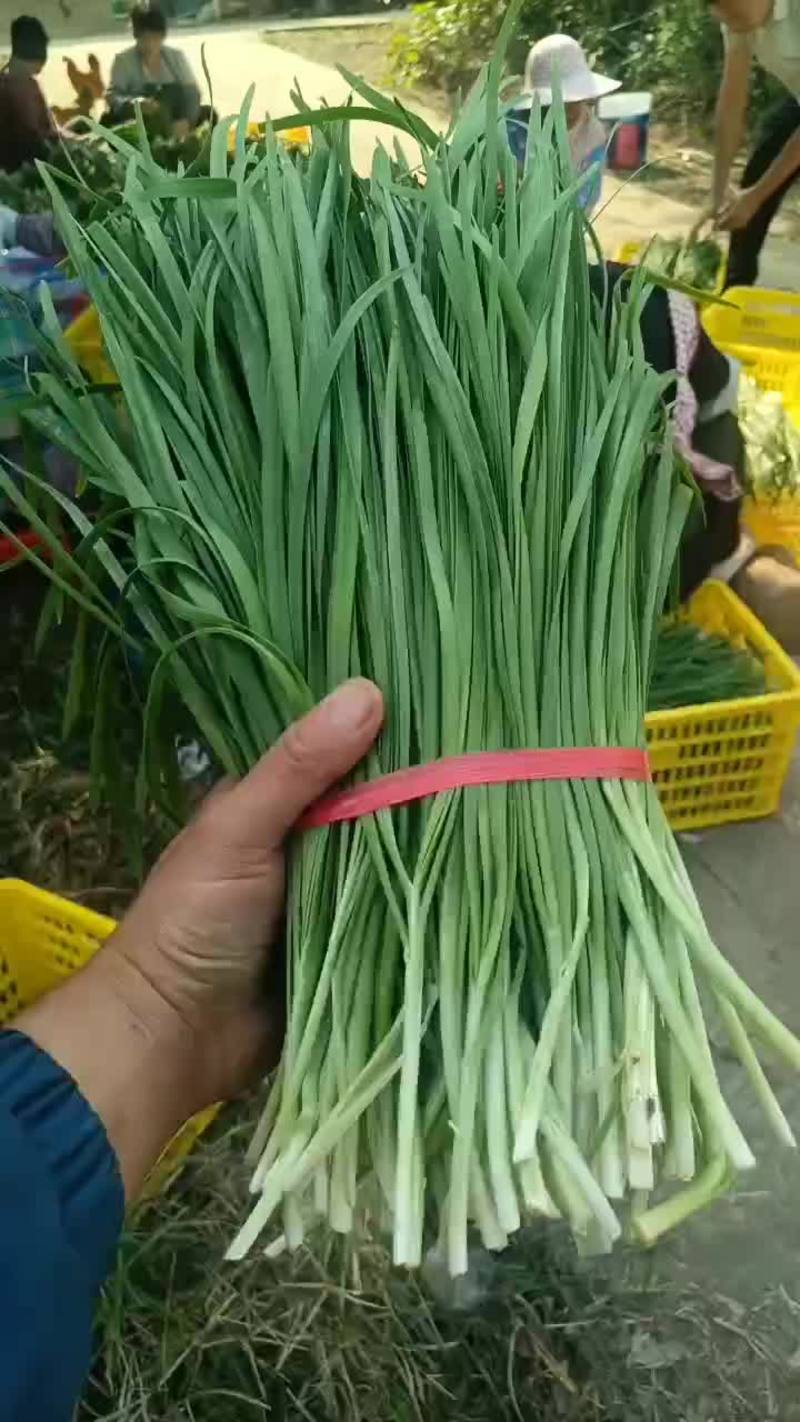 预售绿色种植的韭菜，一月内上市