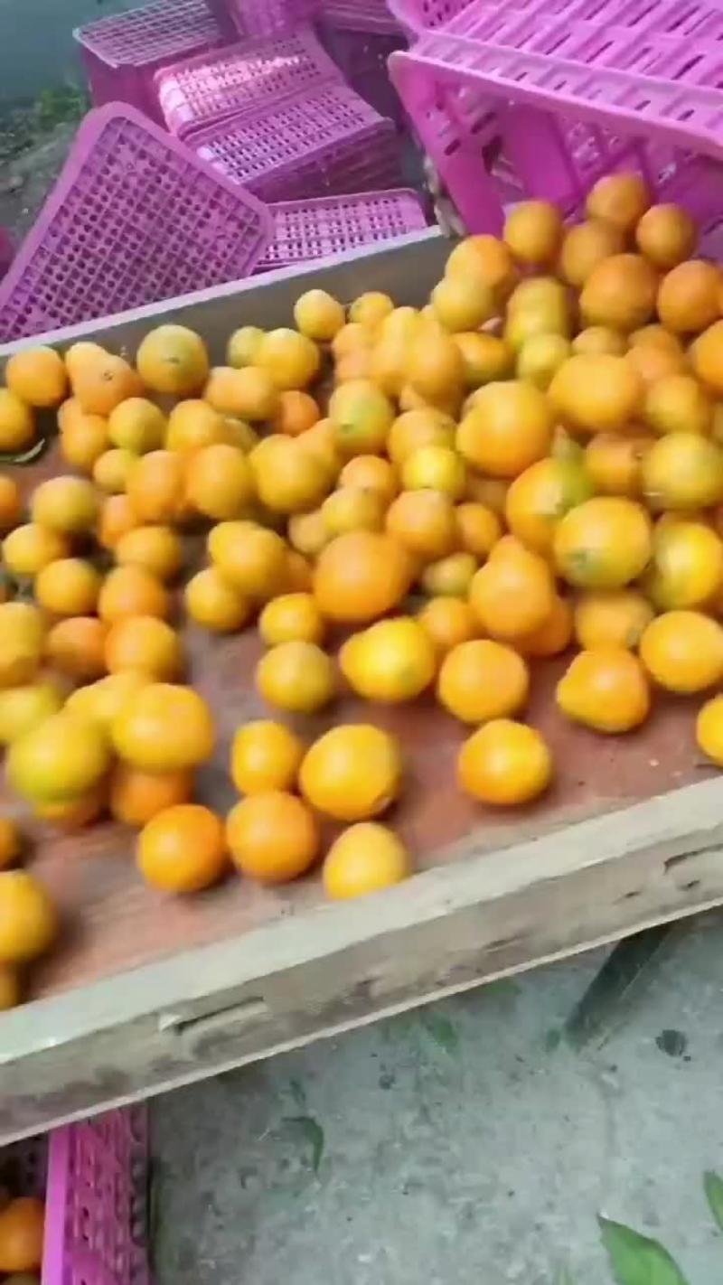 《四川蜜橘》早熟蜜橘特早蜜橘四川柑桔现货供应中