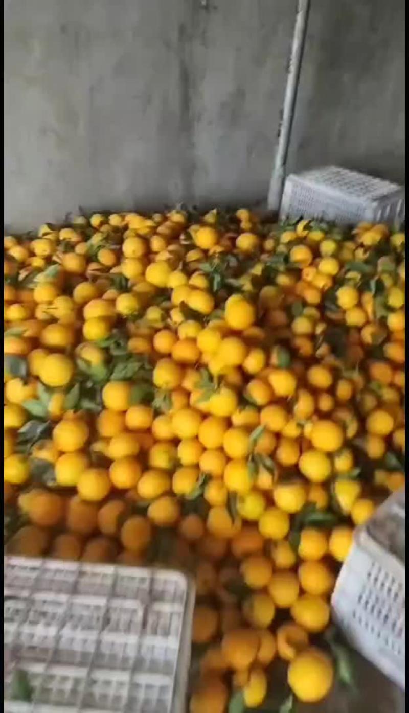 【热卖】精品纽荷尔脐橙产地直发一手货源电商品质量大从优
