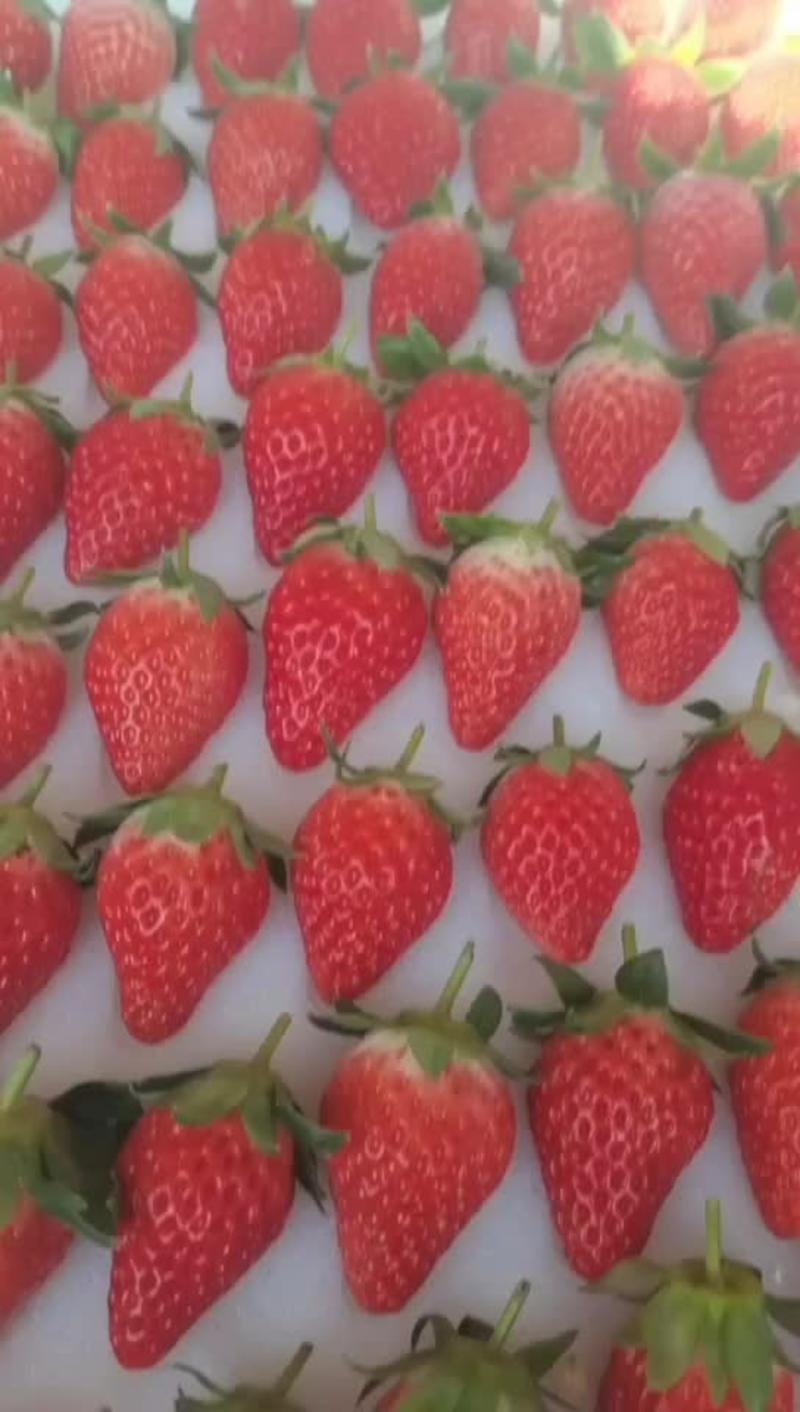 精品甜宝草莓货源充足量大从优欢迎老板前来选购可视频