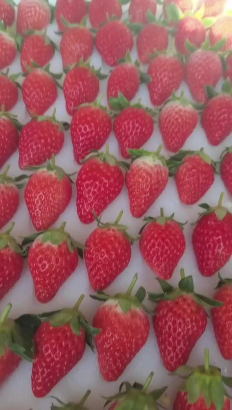 精品甜宝草莓货源充足量大从优欢迎老板前来选购可视频
