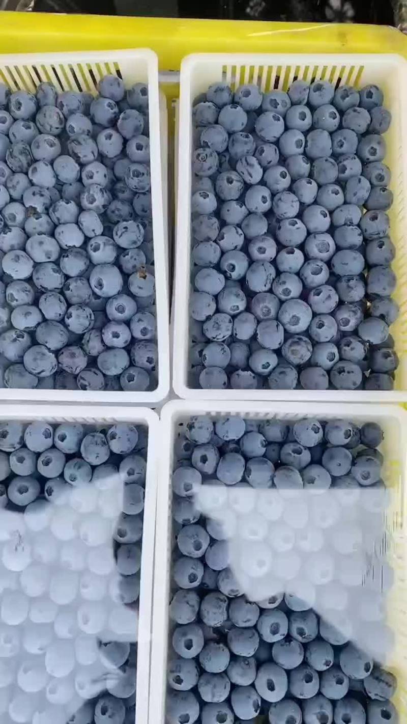 【莱克西蓝莓】山东蓝莓大量上市对接全国市场电商商超