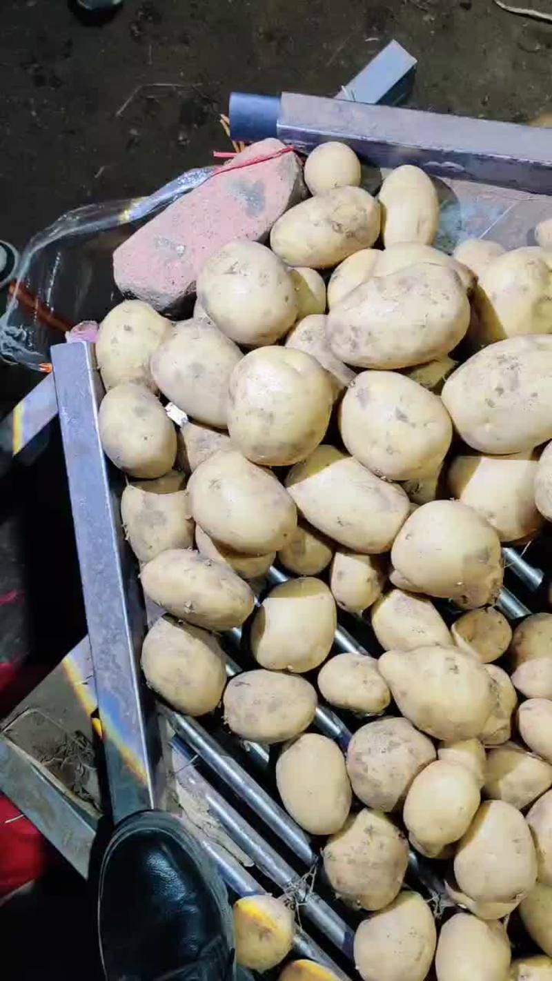 黄心土豆原包货表皮光滑价格便宜