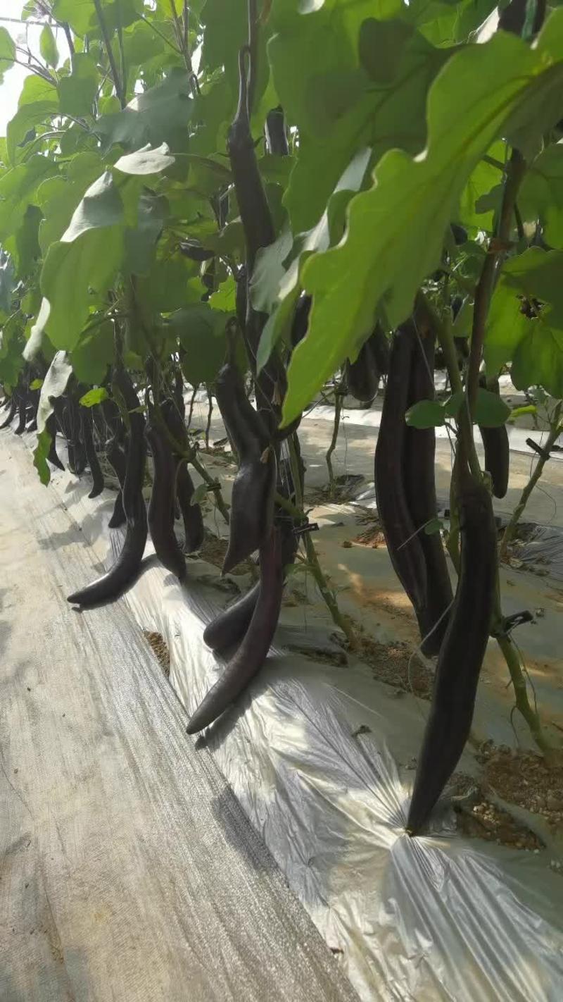 黑线茄种籽紫龙紫黑长茄种子中早熟杂交大田春季四季
