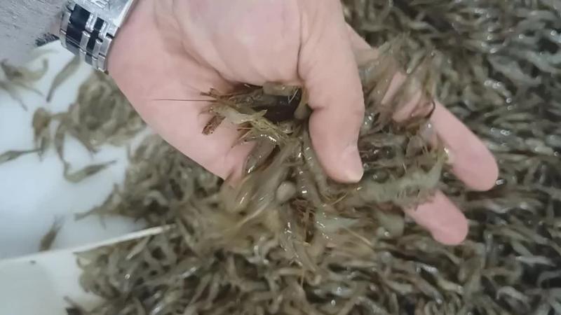 批发河虾湖虾自然水域生态捕捞量大从优对接批发